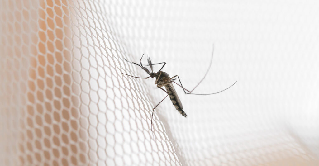 malaria awareness